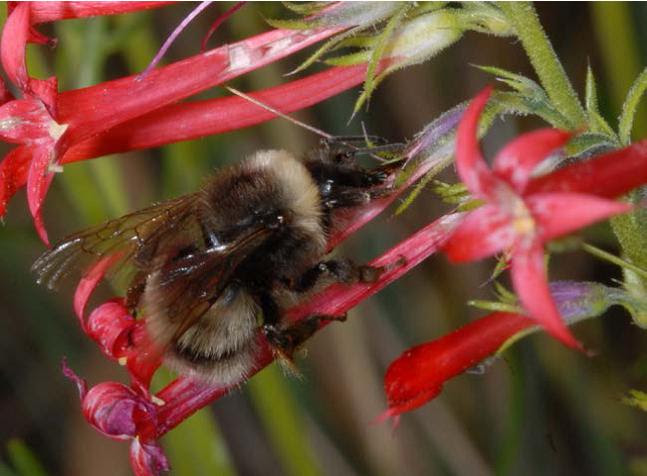 Western Bumble Bee - Photo by Sheila Colla