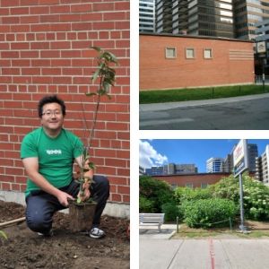 Collage of three photos of the St Clair Demonstration Garden: 1) Alexander planting, 2) the plot of land before planting, 3) today(© 2010 Bryan Groulx / LEAF & 2019 Alexander Yoshiki)