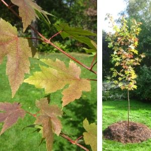 Freeman maple at planting in the Fall, 2013(© 2013 Brenna Anstett / LEAF)