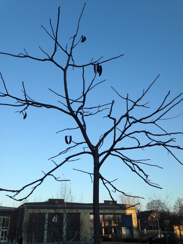 Kentucky Coffeetree silhouette in winter(© 2015 / Brenna Anstett / LEAF)