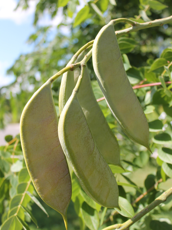 Kentucky Coffeetree fruit(© 2015 / Brenna Anstett / LEAF)