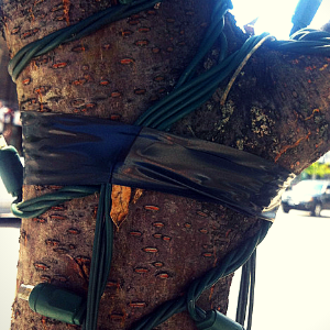 Street tree heavily wrapped with decorative lighting and beginning to exhibit signs of girdling(© 2015 Erin MacDonald)