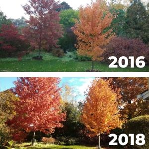 Comparison of two Freeman maples in 2016 (smaller) and 2018 (larger)(© 2016 and 2018 Robert Chirstopher)