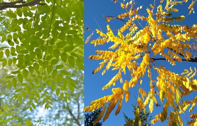 Kentucky Coffeetree leaves(© 2016 Brenna Anstett / 2016 David Slaughter / LEAF)