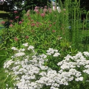 Naturalized front yard(© 2016 Brenna Anstett / LEAF)