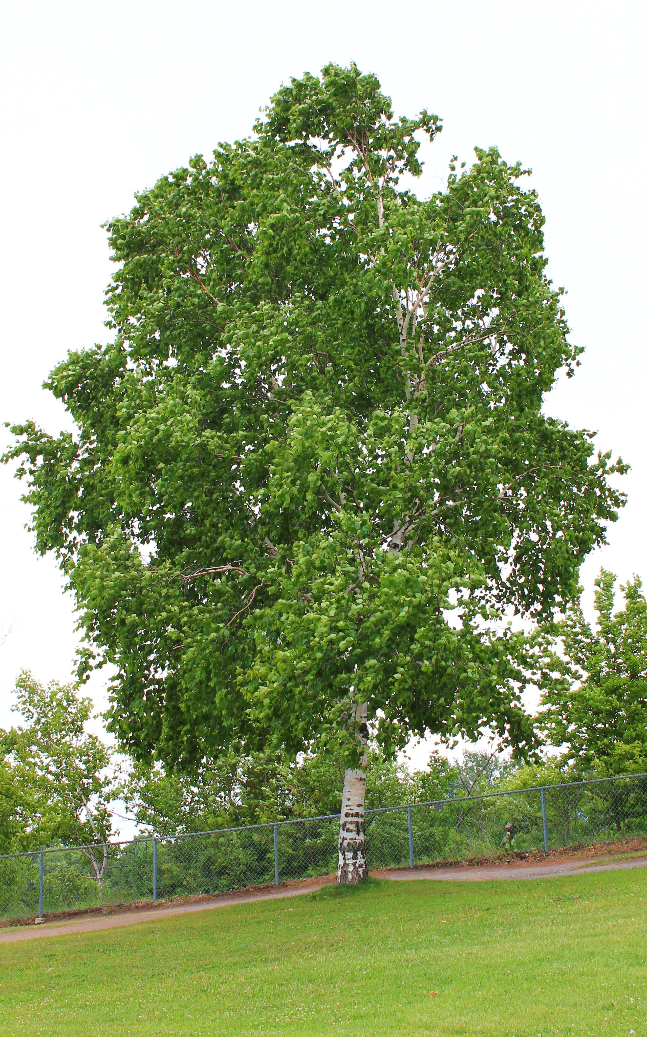The space under this paper birch tree is just turf grass. (© 2016 Brenna Anstett / LEAF)