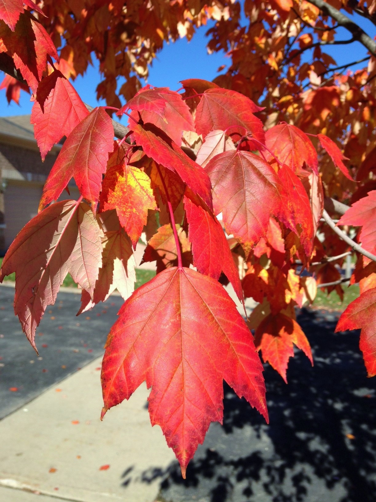 © 2016 Brenna Anstett / LEAF(© 2016 Brenna Anstett / LEAF)
