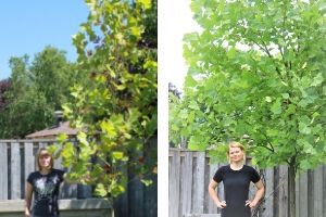 Collage of woman standing by the same sycamore tree. Before: smaller tree, After: the tree grew in height and density(© 2016 Brenna Anstett / LEAF & 2019 Audrey MacMillan)