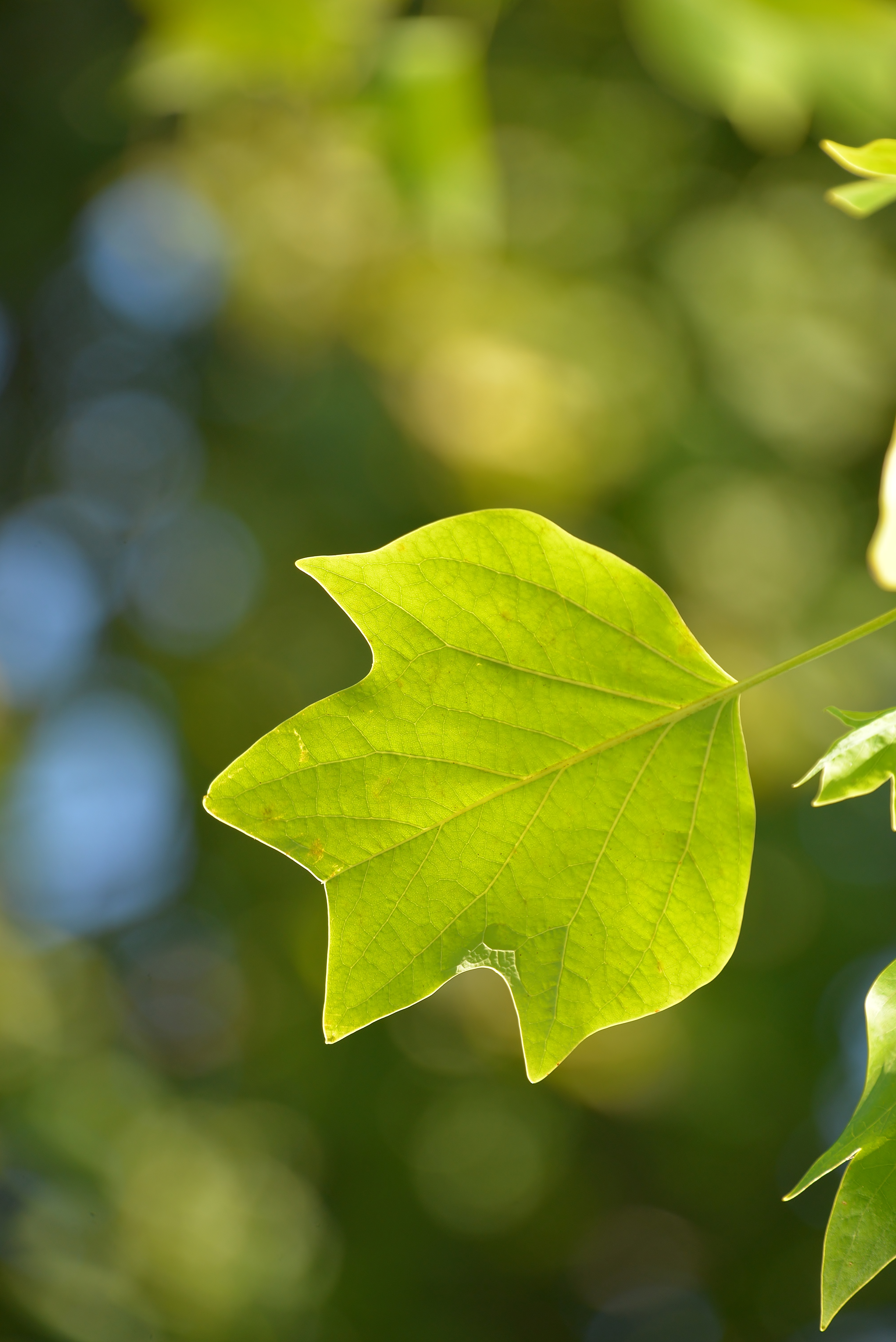 © 2016 David Slaughter / LEAF(© 2016 David Slaughter / LEAF)