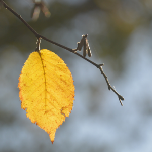 Ironwood leaf in the fall. (© 2016 David Slaughter)