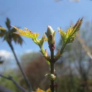Freeman maple bud burst(© 2018 Brenna Anstett / LEAF)