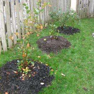 Three young shrubs planted(© 2018 Brenna Anstett / LEA)
