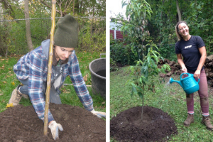 Arborists 1. Mulching a new tree, 2. Watering a new tree(© 2018 Brenna Anstett)