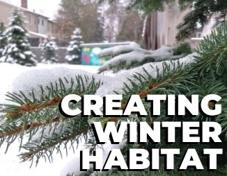 © 2018 Daniela Serodio / LEAF White spruce in the snow, reads "Creating Winter Habitat"
