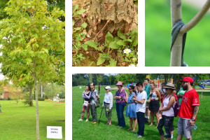 © 2018 David Slaughter A composite with pictures from the Tree Tour(© 2018 David Slaughter)