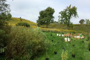 © 2018 Erin MacDonald Small field with potted trees in a grid(© 2018 Erin MacDonald)