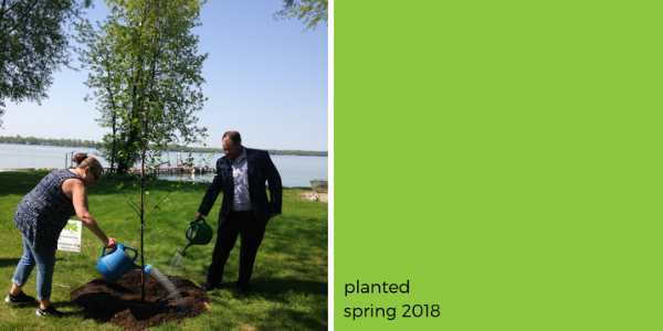 Homeowners watering their new tree(© 2018 Janet McKay)