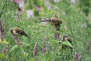 Finches eating seeds of native plants.(© 2018 Laura Tipton)