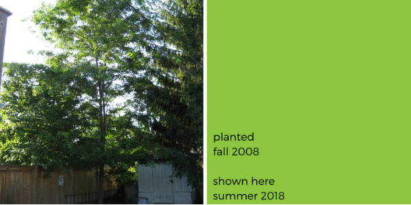 Picture of the honey locust tree in 2018(© 2018 Montanna Diakun)