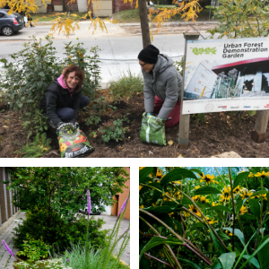 Volunteers working in the gardens and images of the plants on display(© 2018 Natalie Secen & Kanchan Maharaj)