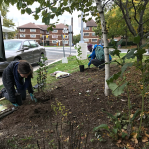 © 2018 Natalie Secen: volunteers planting in a garden by a road(© 2018 Natalie Secen)