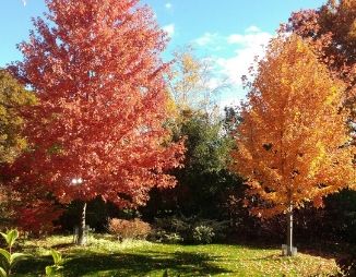 © 2018 Robert Christopher Two large Freeman maples with fall leaves