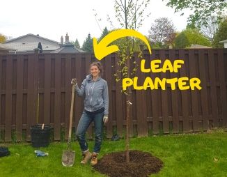 Adriana Rezai-Stevens, LEAF Planting and Stewardship Coordinator, next to a paper birch