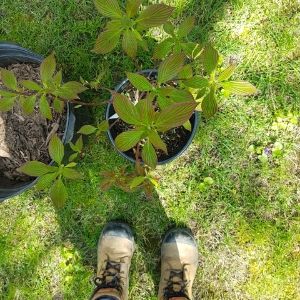 Pagoda dogwood in pot beside the planters' boots(© 2019 Adriana Rezai-Stevens / LEAF)