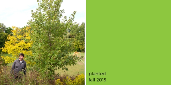 Man standing behind shrubs by a Freeman maple(© 2019 Ben Freeman)