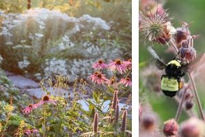 Front yard with flowers and native plants. Bumble bee landed on a flower.(© 2019 Laura Tipton)