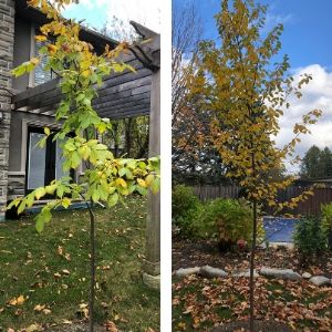 Side-by-side of American elm and paper birch(© 2019 Sintra Ramnarase)