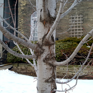 Tree trunk with many branches(© 2020 Jess Wilkin / LEAF)