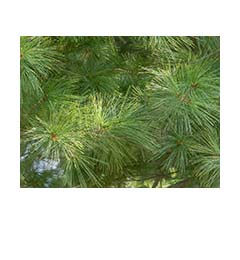 White pine needles