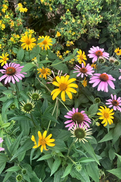 Native perennial flowers, oxeye (Heliopsis helianthoides) and echinacea (Echinacea purpurea) flowers, in bloom(© 2022 Erin MacDonald / LEAF)