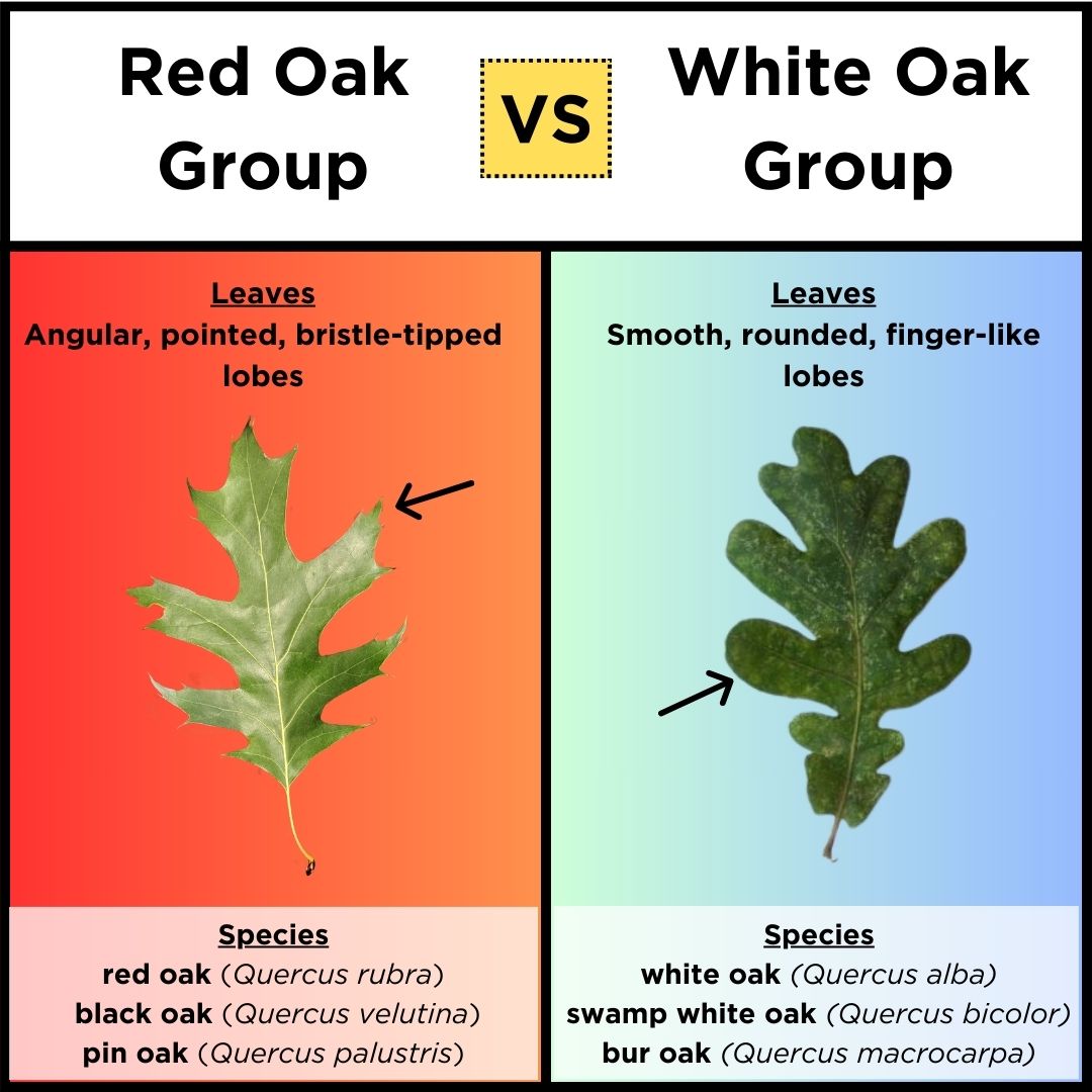 diagram comparing red oak leaves to white oak leaves(© 2024 Jess Wilkin / LEAF)
