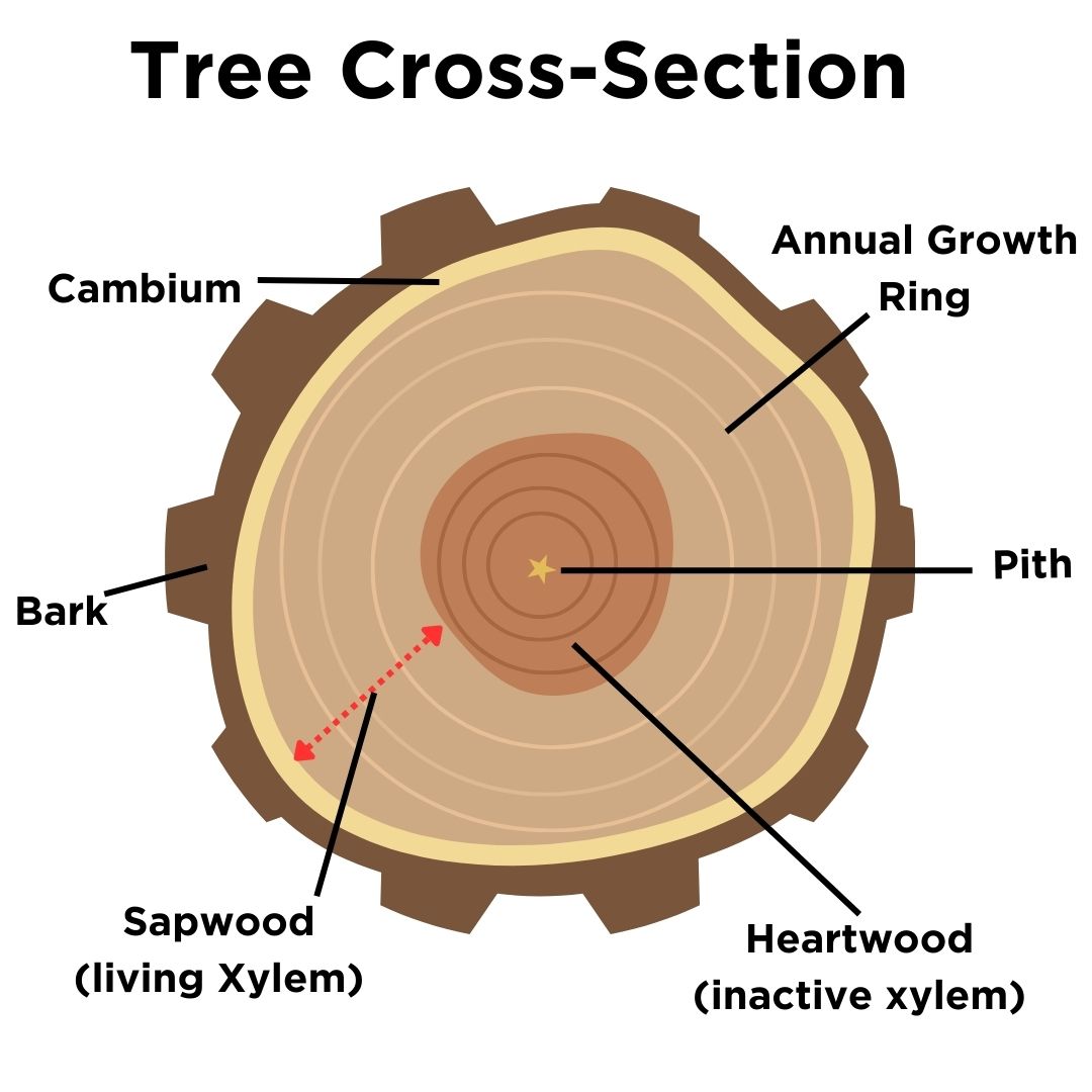 diagram of the anatomy of a tree, showing bark, cambium, softwood, hardwooth and pith(© 2024 Jess Wilkin / LEAF)