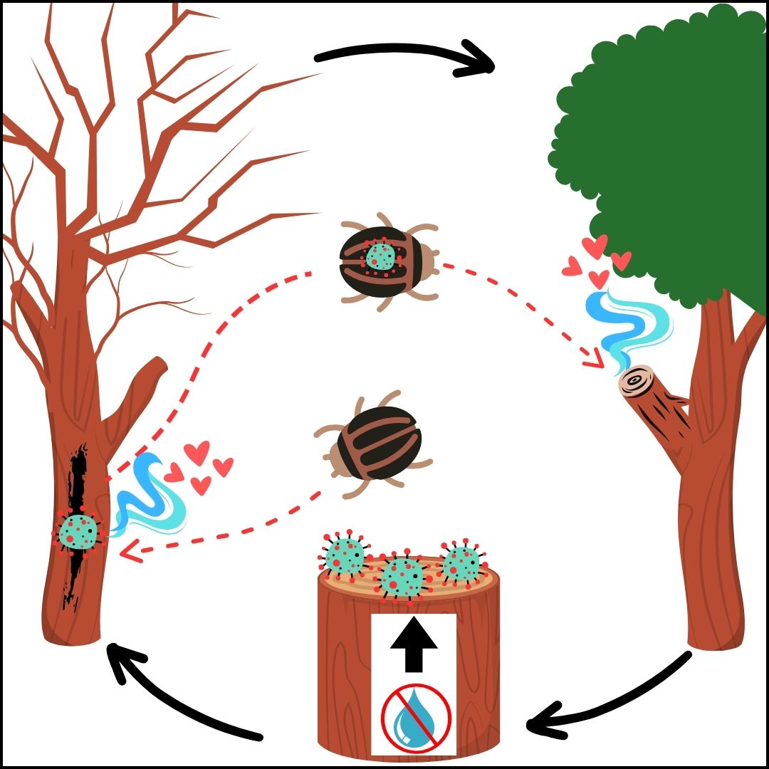 Diagram showing how sap beetles carry oak wilt from tree to tree(© 2024 Jess Wilkin / LEAF)