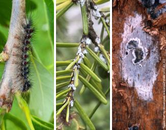 collage of Spongy Moth, Hemlock Woolly Adelgid and Oak wilt