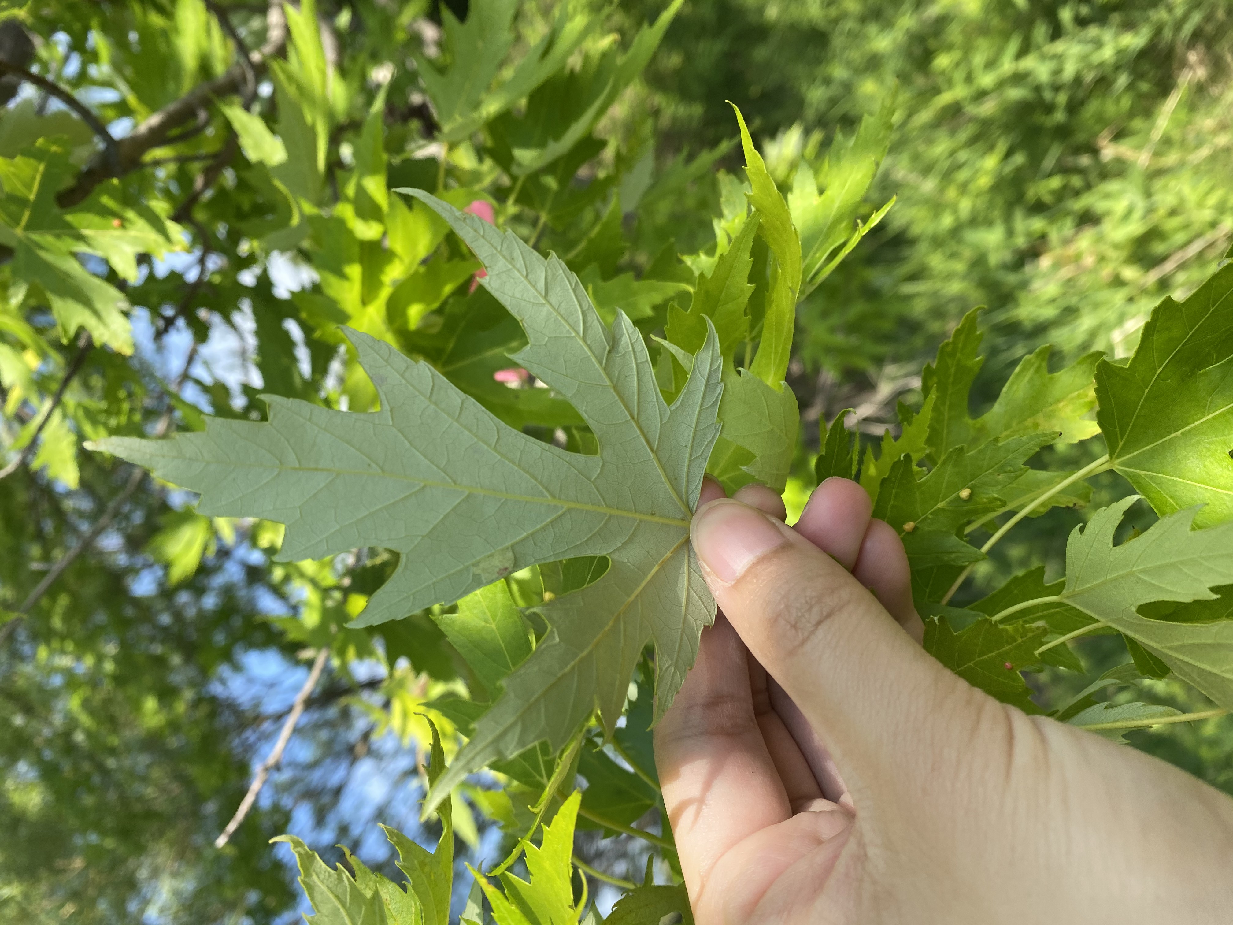 underside of a silver maple leaf(©2021 Danielle De Vera / LEAF)