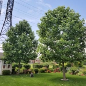 Two large tulip trees planted side by side(© 2019 Brenna Anstett / LEAF)