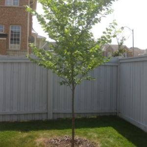Recently planted tree(© 2017 Brenna Anstett / LEAF)