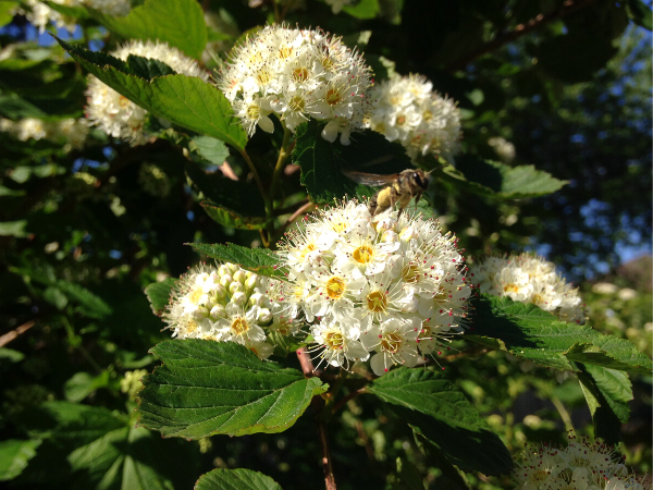 Common ninebark (Physocarpus opulifolius) flowers(© 2017 Janet McKay/LEAF)