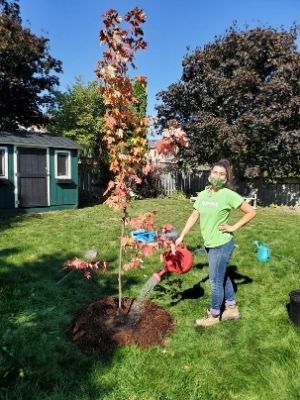 Adriana watering a maple freeman tree(© 2020 Adriana Rezai-Stevens\LEAF)