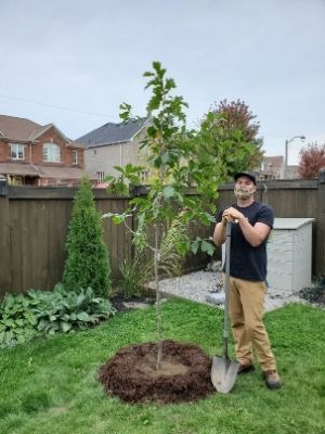 A man standing beside a swamp white oak tree(© 2020 Adriana Rezai-Stevens / LEAF)