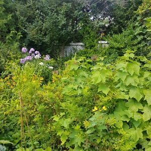 Pasture rose and other shrubs covering a fence(© 2019 Adriana Rezai-Stevens / LEAF)