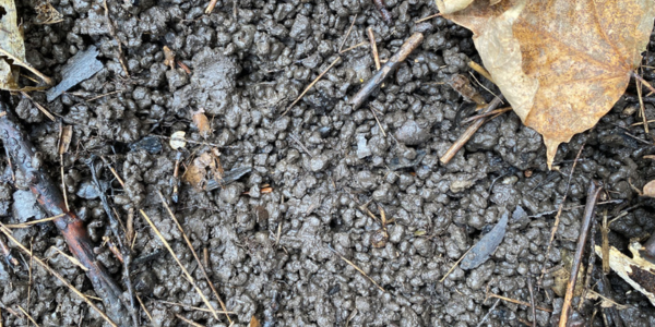 Altered soil from jumping worm castings. (Credit: Conservation Hamilton)
