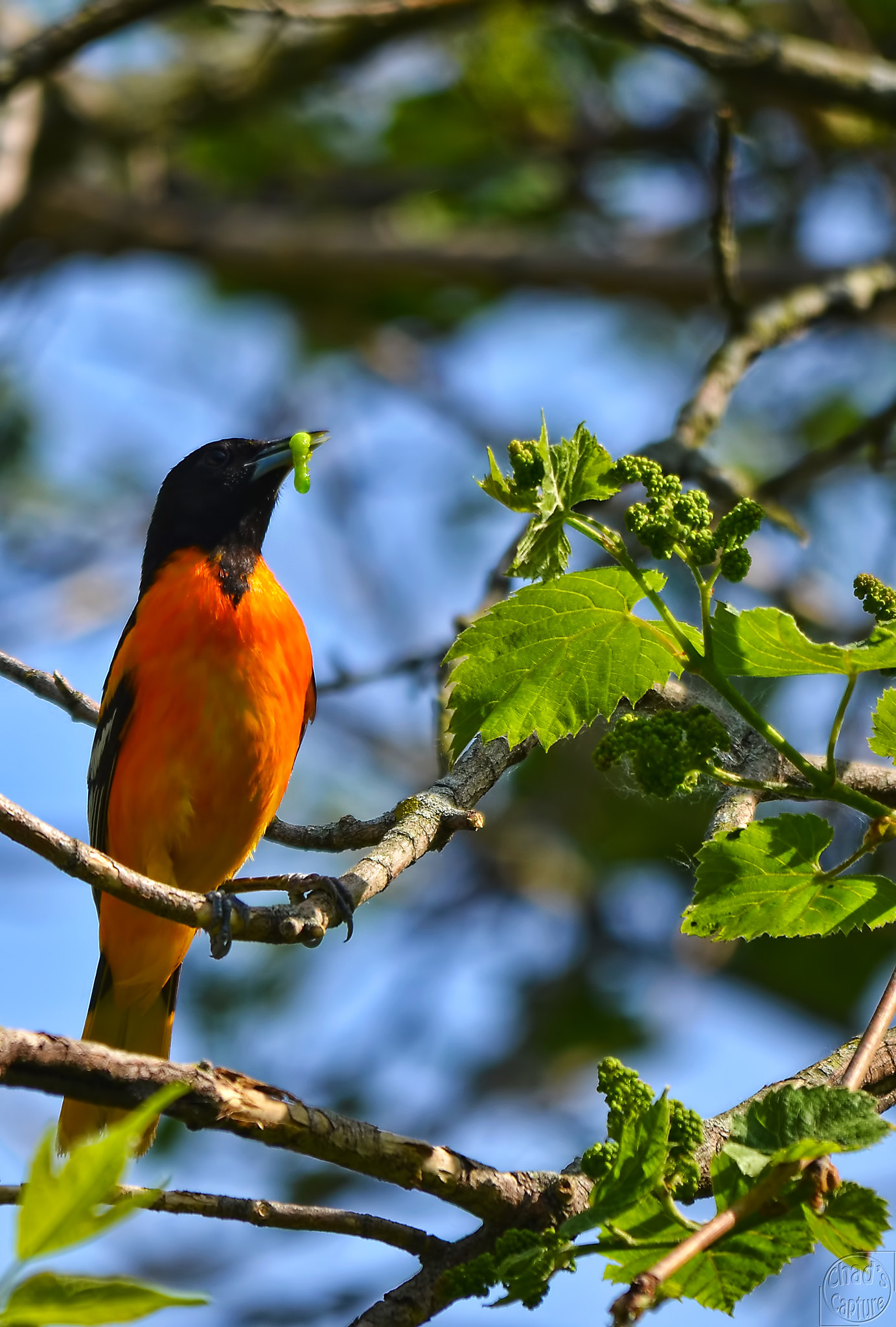 Baltimore Oriole eating a green caterpillar(© 2015 “Baltimore Oriole” by Chad Horwedel is licensed under CC BY-NC-ND 2.0)