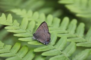 Butterfly(© Colleen Cirillo)