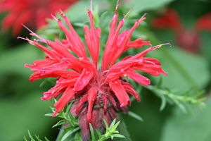 ©2011 LEAF(©2011 LEAF)