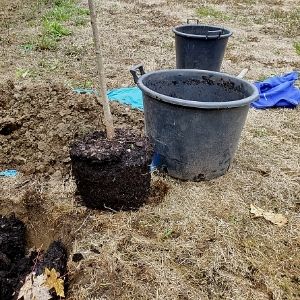 tree by hole ready to be planted(© 2020 Adriana Rezai-Stevens / LEAF)